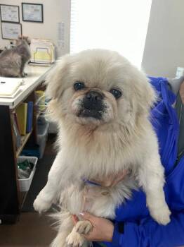 Pekingese Dogs Available for Adoption in Chico, California - Beethoven | PetCurious