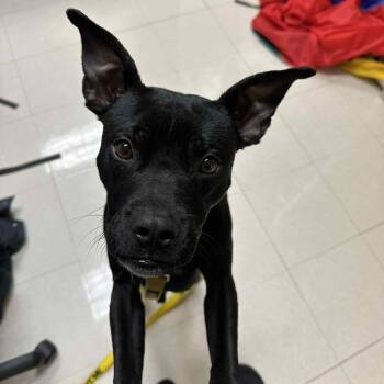 Rescue Mixed Breed Dogs for Adoption in Schenectady, New York - Buddy | PetCurious