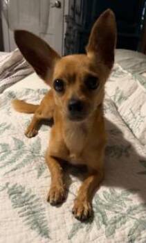 Rainey -  Chihuahua Dog for Adoption in Wekiwa Springs, Florida - Rainey | PetCurious