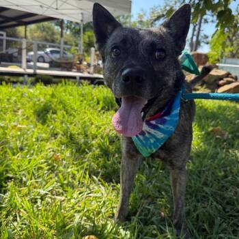 Scout -  Australian Cattle Dog Blue Heeler and Dutch Shepherd Dog for Adoption in Aledo, Texas - Scout | PetCurious