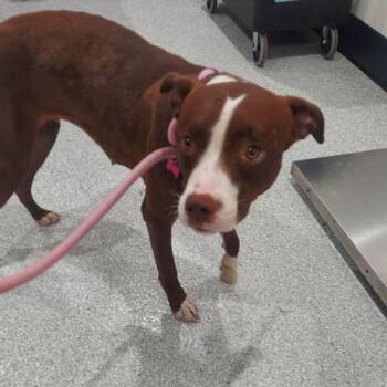 Phoebe -  Pit Bull Terrier Dog for Adoption in Lake Havasu City, Arizona - Phoebe | PetCurious