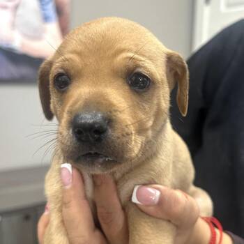 FWT Ross (Fred) -  Mixed Breed Dog for Adoption in Midland, Texas - FWT Ross (Fred) | PetCurious