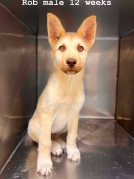Husky Dogs Available for Adoption in Fort Payne, Alabama - Rob | PetCurious