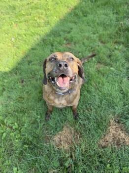 Otis -  Coonhound and Mixed Breed Dog for Adoption in Harbor Springs, Michigan - Otis | PetCurious