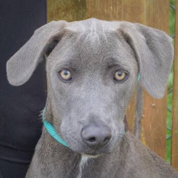 Black Labrador Retriever and Weimaraner Dogs Available for Adoption in Huntley, Illinois - Diamond | PetCurious