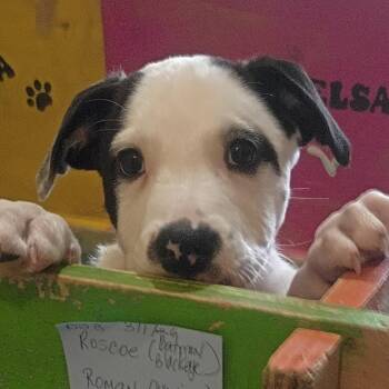 Labrador Retriever and Mixed Breed Dogs Available for Adoption in Houston, Texas - Roscoe - The Quarterback! | PetCurious