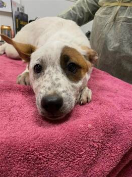 Sideways -  Akita and Australian Cattle Dog Blue Heeler Dog for Adoption in Vancouver, Washington - Sideways | PetCurious