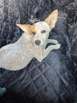 VERONICA -  Catahoula Leopard Dog Dog for Adoption in San Antonio, Texas - VERONICA | PetCurious