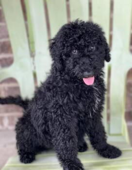 Monty -  Poodle Dog for Adoption in Dalton, Georgia - Monty | PetCurious