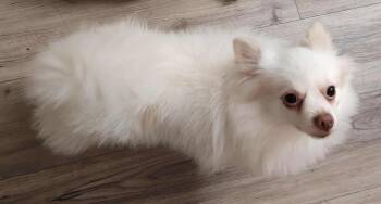 Rescue Chihuahua Dogs for Adoption in Cherry Hill Township, New Jersey - Lolly | PetCurious