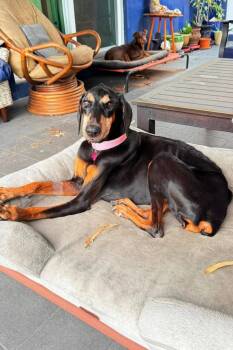 Doberman Pinscher Dogs Available for Adoption in Oakland Park, Florida - Ciara 3556 | PetCurious
