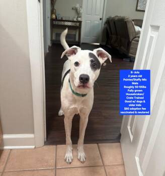 R- Arlo -  Pointer and Staffordshire Bull Terrier Dog for Adoption in Oviedo, Florida - R- Arlo | PetCurious