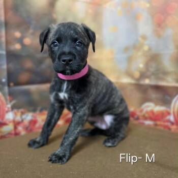 Flip -  Retriever and Mixed Breed Dog for Adoption in Griswold, Connecticut - Flip | PetCurious