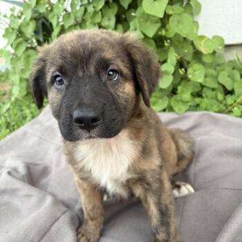 Lawson -  Shepherd Dog for Adoption in Harlingen, Texas - Lawson | PetCurious