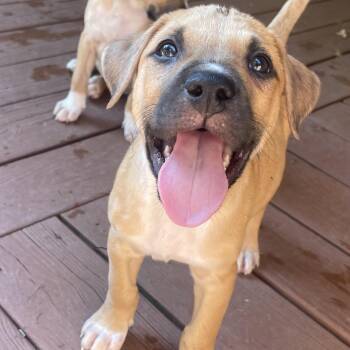 Maui -  Pit Bull Terrier Dog for Adoption in Krum, Texas - Maui | PetCurious