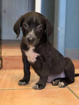 Bubbles - Blytheville Litter of 8 -  Australian Shepherd and Labrador Retriever Dog for Adoption in Horn Lake, Mississippi - Bubbles - Blytheville Litter Of 8 | PetCurious