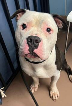 Acer -  Pit Bull Terrier Dog for Adoption in Chicago, Illinois - Acer | PetCurious