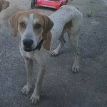 Rescue Hound and Mixed Breed Dogs for Adoption in Hackett, Arkansas - Astro | PetCurious