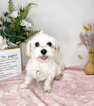 Maltese Dogs Available for Adoption in Castro Valley, California - Malti | PetCurious