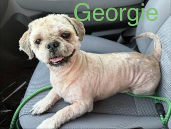Georgie -  Shih Tzu Dog for Adoption in Zimmerman, Minnesota - Georgie | PetCurious