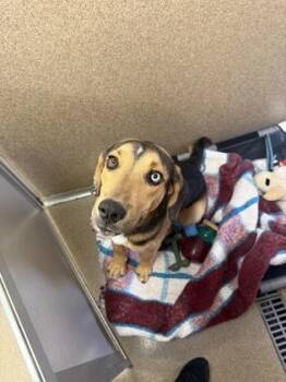 Meeko -  Hound and Mixed Breed Dog for Adoption in East Brookfield, Massachusetts - Meeko | PetCurious