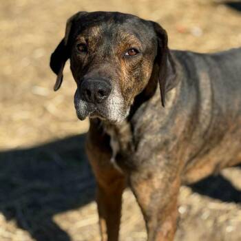 Plott Hound and Mixed Breed Dogs Available for Adoption - Maddox | PetCurious