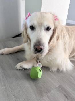 Daisy -  Golden Retriever Dog for Adoption - Daisy | PetCurious