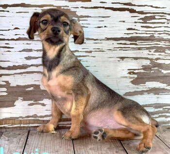 Rescue Dachshund and Chihuahua Dogs for Adoption in Rockaway, New Jersey - Louis Rogers | PetCurious