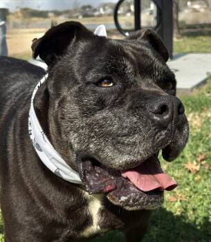EARL GREY -  Mastiff and Pit Bull Terrier Dog for Adoption - EARL GREY | PetCurious