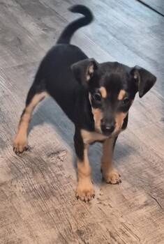 Labrador Retriever Dogs Available for Adoption in San Antonio, Texas - VERA | PetCurious