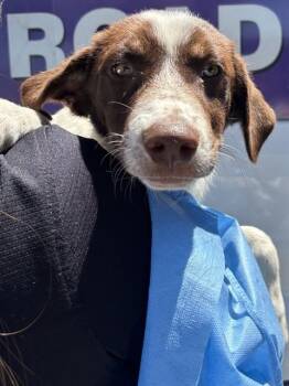 WALLABY -  Australian Shepherd and Mixed Breed Dog for Adoption in Modesto, California - WALLABY | PetCurious