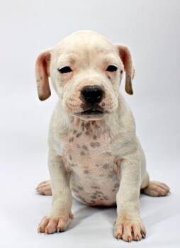 Mitzy -  Boxer and Chihuahua Dog for Adoption in Morton Grove, Illinois - Mitzy | PetCurious