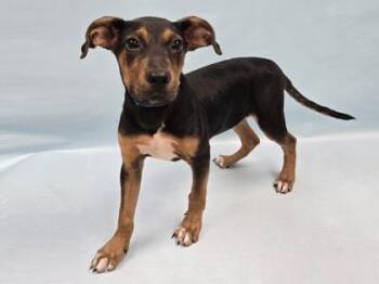 Buzz -  Hound and Pit Bull Terrier Dog for Adoption in Minneapolis, Minnesota - Buzz | PetCurious