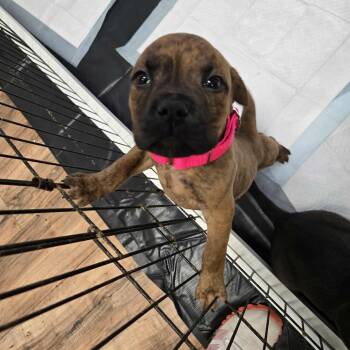 Pit Bull Terrier and Mixed Breed Dogs Available for Adoption - Brita | PetCurious