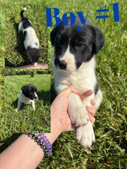 Australian Shepherd Dogs Available for Adoption in Columbus, Indiana - Male 1 | PetCurious