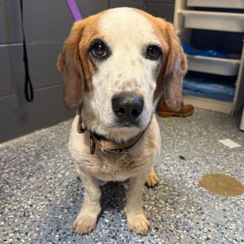 TUSC-Stray-85415 -  Basset Hound and Mixed Breed Dog for Adoption in Tuscaloosa, Alabama - TUSC-Stray-85415 | PetCurious