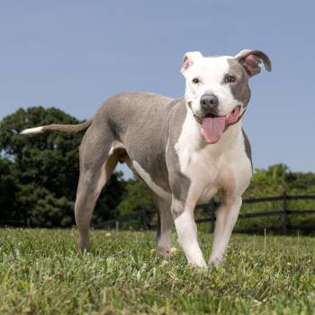 Avanti -  Mixed Breed Dog for Adoption in Franklin, Tennessee - Avanti | PetCurious