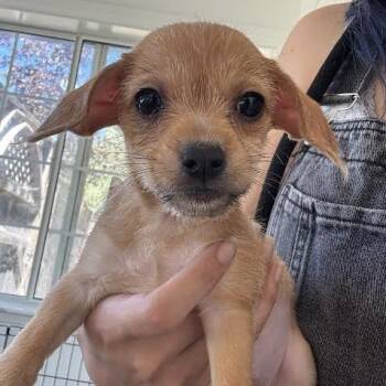 Jasper -  Terrier Dog for Adoption in Sonoma, California - Jasper | PetCurious