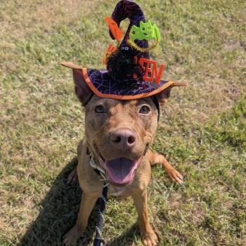 Rescue German Shepherd Dog Dogs for Adoption in Pittsburgh, Pennsylvania - Roux (Gumbo) | PetCurious