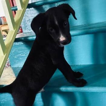 Bach -  Flat Coated Retriever Dog for Adoption - Bach | PetCurious