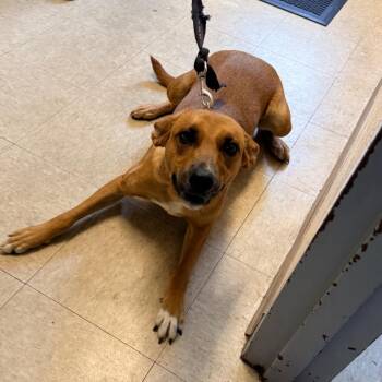 Stray - Tom Bowes Rd -  Mixed Breed Dog for Adoption in Roxboro, North Carolina - Stray - Tom Bowes Rd | PetCurious
