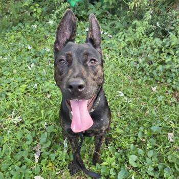 Princess Cupcake -  German Shepherd Dog and Pit Bull Terrier Dog for Adoption in East St. Louis, Illinois - Princess Cupcake | PetCurious