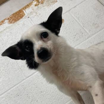 Dolly -  Chihuahua and Mixed Breed Dog for Adoption in Edinburg, Texas - Dolly | PetCurious