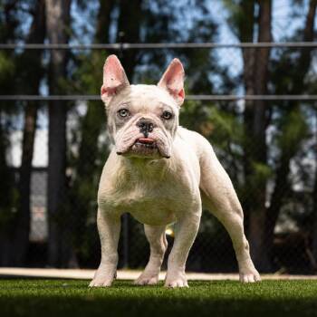 Guppy -  English Bulldog and Mixed Breed Dog for Adoption in Jupiter, Florida - Guppy | PetCurious