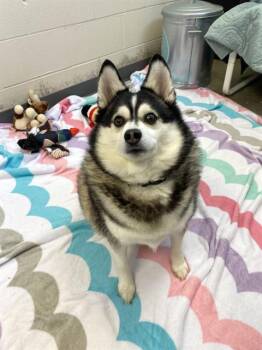 YUKI -  Pomeranian and Siberian Husky Dog for Adoption in Fort Wayne, Indiana - YUKI | PetCurious