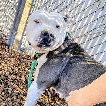 Rescue Pit Bull Terrier Dogs for Adoption in Oakland, California - Bigfoot | PetCurious