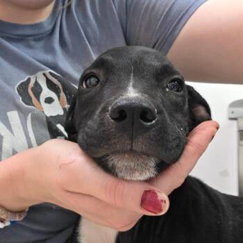 Matt Donovan -  Mixed Breed Dog for Adoption in Charleston, West Virginia - Matt Donovan | PetCurious