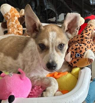 Loganberry -  Cattle Dog Dog for Adoption in Lake View, New York - Loganberry | PetCurious