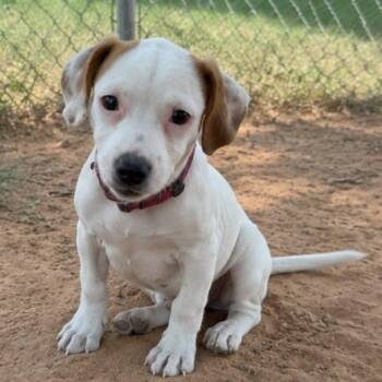 Pickles -  Jack Russell Terrier and Mixed Breed Dog for Adoption in Pelham, New Hampshire - Pickles | PetCurious