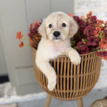 Monica -  Catahoula Leopard Dog and Mixed Breed Dog for Adoption in Baton Rouge, Louisiana - Monica | PetCurious
